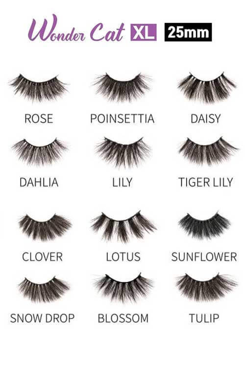 Ebin NY Wonder Cat XL XOC Full Collection