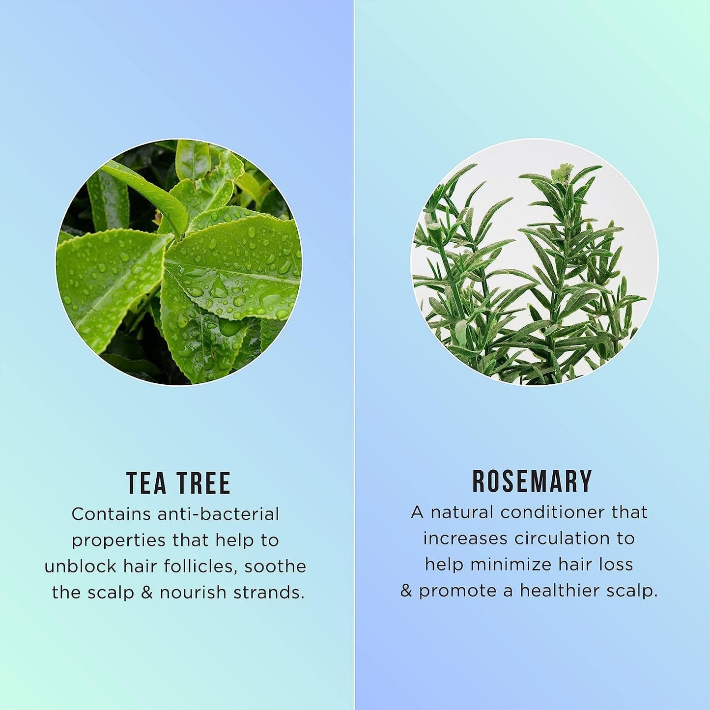 Hask Tea Tree Oil and Rosemary Invigorating Conditioner 12 OZ