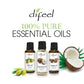 Difeel Essential Oil Tea Tree With Box