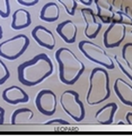0648-LEOPARD