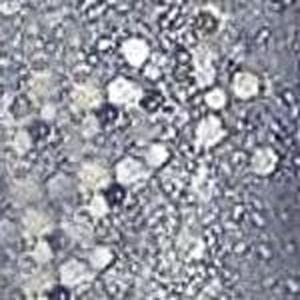 Kiss New York Professional Quick Dry Nail Polish QP