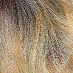 DR4/Golden Honey Melt